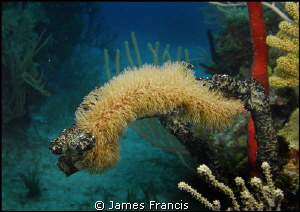 I really need some help on this one, it is a worm feeding... by James Francis 